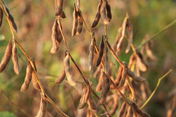 Ripe soybeans on a soybean plantation,  Soy pods. Soybean field on a sunny day. 