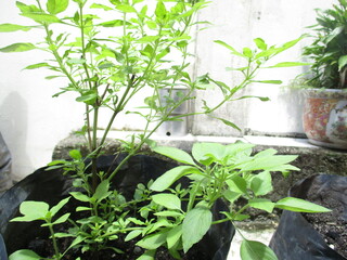 herbs in a pot