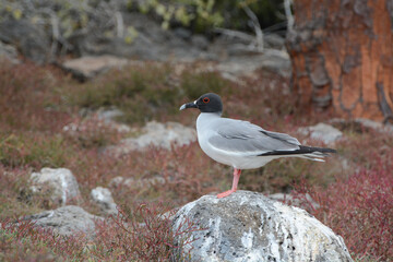 Swallow-tailed Gull, Creagrus furcatus, in the Galapagos Islands. Adult Swallow-tailed Gull standing on lava rock showing pink legs, black hood, and black and white bill. Endemic Galapagos seabird.