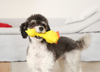 Playful dog with squeaky toy in mouth looking at camera. Cute fluffy puppy dog with plastic duck waiting for owner to play. Dog playtime. Female miniature poodle, black and white. Selective focus.