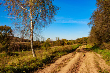 Lonely birch tree growing near a dirt road, country autumn landscape