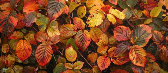 Fototapeta premium Fall Foliage On A Wild Dewberry Bramble