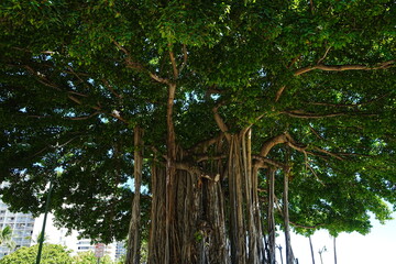 Big Banyan Tree in Hawaii, United States - アメリカ ハワイ ホノルル バニヤンツリー
