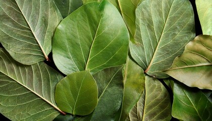 Close-up of lush green leaves