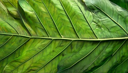 Green leaf texture closeup