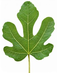 Close-up of a dewy fig leaf