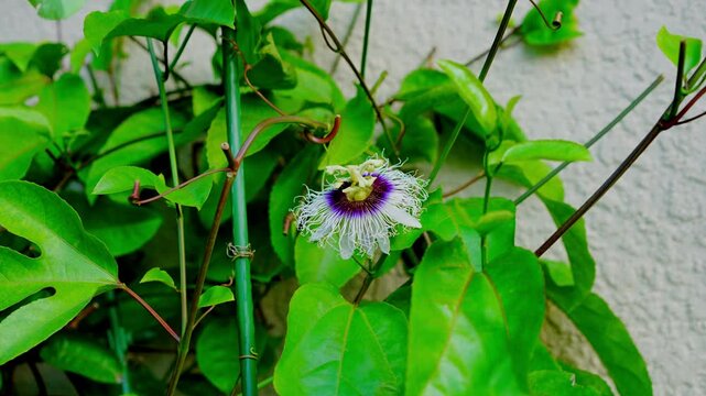 pollinating the  passion  flower  in the vine by brush