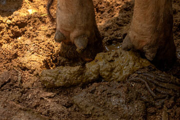 Fresh cow feces. Healthy cow feces color. Organic fertilizer from cow feces.