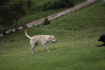dog running in the field
