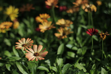 Blossoms in full bloom, each petal unfolding in a burst of color, bringing life and beauty to the world around them—a gentle reminder of nature's endless cycle of renewal and growth