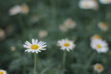 Blossoms in full bloom, each petal unfolding in a burst of color, bringing life and beauty to the world around them&mdash;a gentle reminder of nature's endless cycle of renewal and growth
