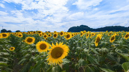 Obraz premium ひまわり畑に咲く大きなひまわり 