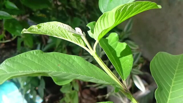 The young shoots of guava (Psidium guajava) leaves are slightly yellowish green on a sunny morning. Very beautiful display.