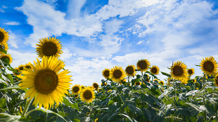 夏の光を浴びて
