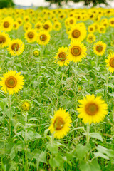 夏の花といえば黄色いヒマワリ
