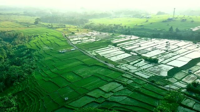Bali Rice Fields and River at Dawn: A Refreshing Morning Scene, 
