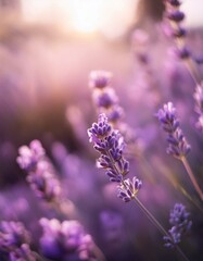 Purple lavender in bloom