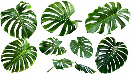 Collection of Monstera Leaves Isolated On White