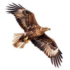 Fototapeta premium Wild Freedom Embodied in a Soaring Eagle Isolated on Transparent Background