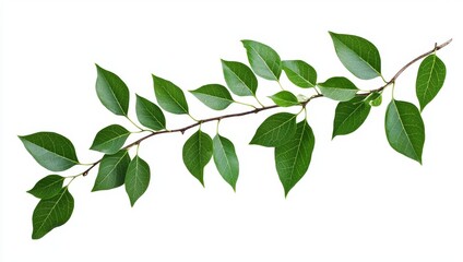 Fresh Green Leaves on Branch Isolated on White Background