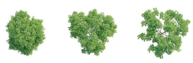 Obraz premium Millettia pinnata 1 tree plan top view cutout isolate