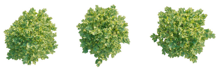 Obraz premium Lawsonia inermis tree plan top view cutout isolate