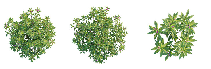  Impatiens balsamina 1 tree plan top view cutout isolate