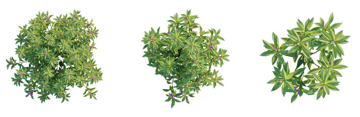 Impatiens balsamina 2 tree plan top view cutout isolate © DH Tree Stock