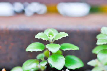 Miniature Peperomia or Pilea depressa, climber plant or Artillery Plant or Gunpowder plant