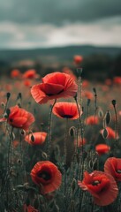 Obraz premium Poppy Field in Bloom Symbolizing Remembrance of Fallen Soldiers - Nature Photography for Memorial Design