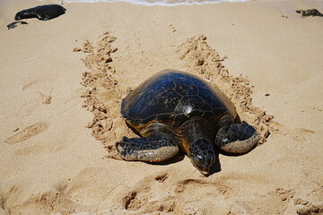 Sea turtle peacefully resting on Laniakea Beach in Oahu, Hawaii, United States - ハワイ ウミガメ