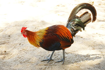 Close up portrait of Beautiful Chicken, Rooster on field - カラフルな雄鶏