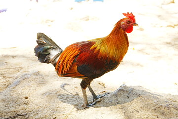 Close up portrait of Beautiful Chicken, Rooster on field - カラフルな雄鶏