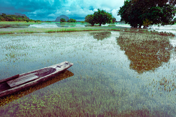 Obraz premium Beautiful landscape during the rainy season of Myanmar, a small wooden boat floats in the middle of the rice fields, and beneath the boat, there a full aquatic plants green in beautiful rice fields.