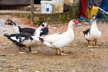 The duck standing on the wet ground on the farm, has a distinctive red head and black and white feathers. Duck group.
