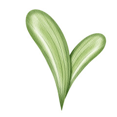 Fototapeta premium Watercolor Green Leaves Element.