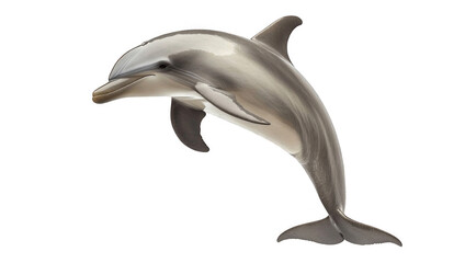 Fototapeta premium gray dolphin isolated on transparent white background 