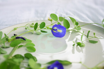 Butterfly pea flowers in a dish on a white tablecloth, Clitoria ternatea, also known as Asian...