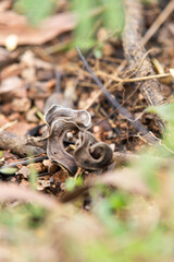 seedpods of Acacia auriculiformis, fall on the ground, commonly known as earleaf acacia, earpod wattle, auri, karuvel, aakashmani.