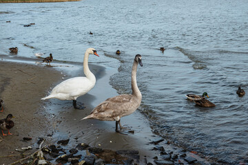Swans on banks of Curonian Lagoon on Curonian Spit in village Lesnoy. Russia