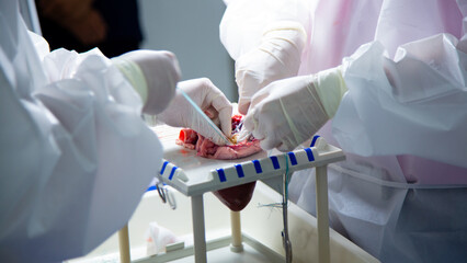 A team of surgeons are practicing artificial heart valve replacement surgery. Sutures are placed...