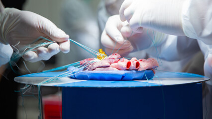 A team of surgeons are practicing artificial heart valve replacement surgery. Sutures are placed...