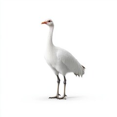 Elegant White Bird on Simple Background