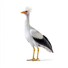 Obraz premium Secretary Bird Standing on a White Background