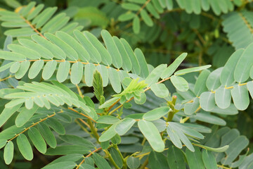 White Agasta Leaves, Vegetable hummingbird tree, Sesbania grandiflora (L.) Pers.
