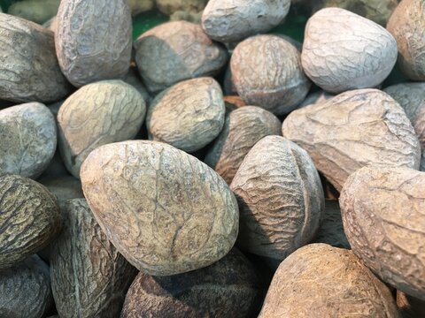 Kluwek or Pangium edule