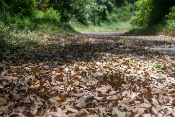 Autumn leaves falling on the road