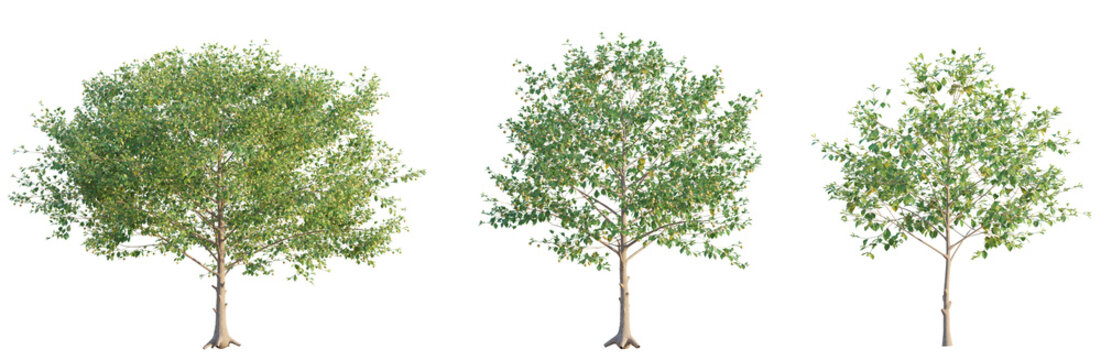 Neolamarckia cadamba tree 4k png cutout transparent