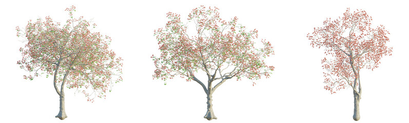  Erythrina variegata  tree 4k png cutout transparent