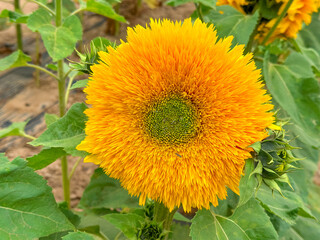Blooming sunflower farm field, big bright yellow sunflower, agriculture concept harvest. Growing seeds for oil
